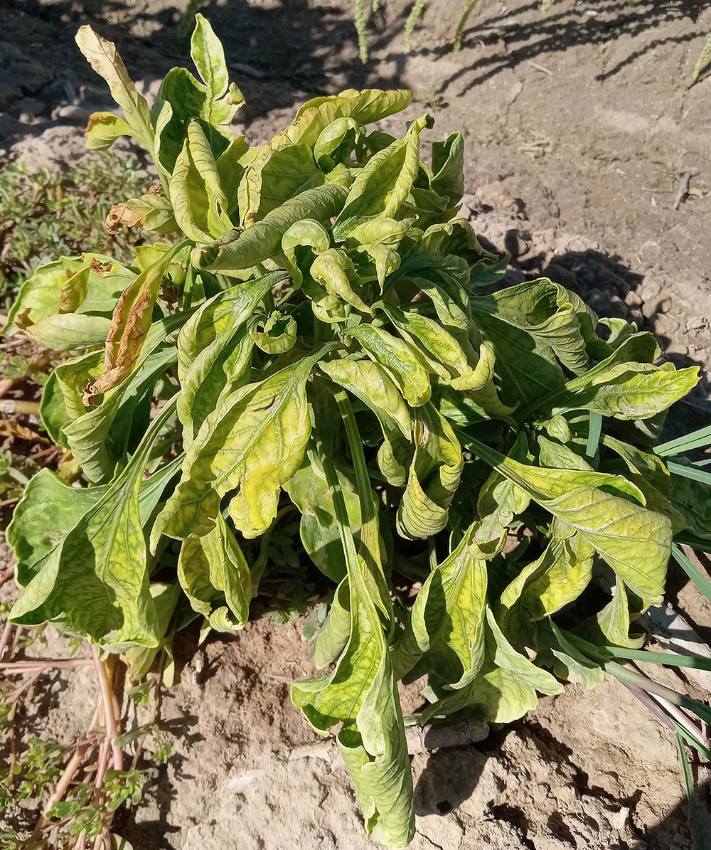Chile plant with curly top virus